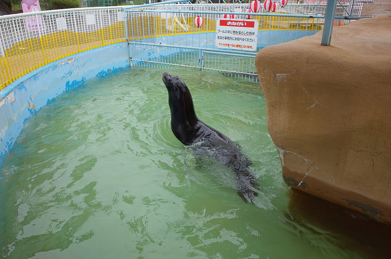 Sea lions at Shiroyama Zoo