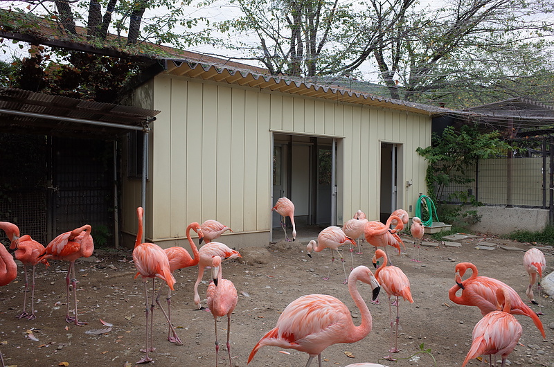 Flamingos at Shiroyama Zoo
