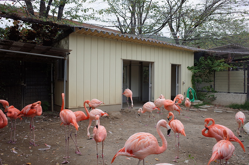 城山動物園のフラミンゴ