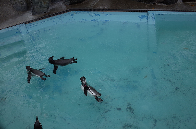 城山動物園のペンギン