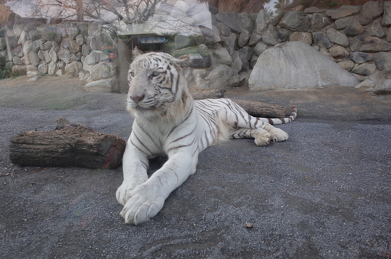 東武動物公園の白ライオン